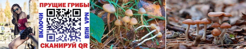 Галлюциногенные грибы Magic Shrooms  Елизово 